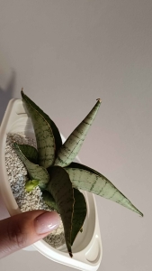 Sansevieria hybrid 'White Rhino'