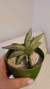 Sansevieria hybrid 'Meedee'
