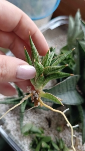 Sansevieria hybrid 'Prakaidoo'