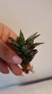 Sansevieria hybrid 'Margharita'