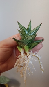 Sansevieria hybrid 'Jupiter'