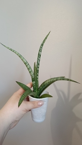 Sansevieria hybrid Hooray