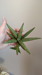 Sansevieria hybrid R Po