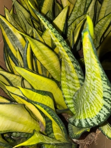 Sansevieria trifasciata Futura Hendrika mutation Forescate