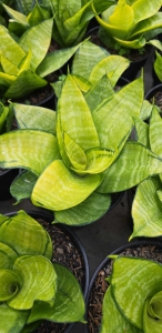 Sansevieria trifasciata Hahnii Philippines Gold 