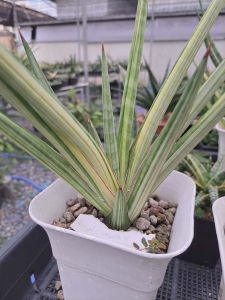 Sansevieria hybrid Royal Crown variegated white