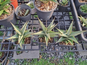 Sansevieria hybrid Thandao