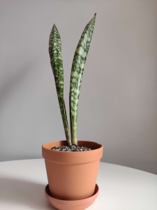 Sansevieria aubrytiana