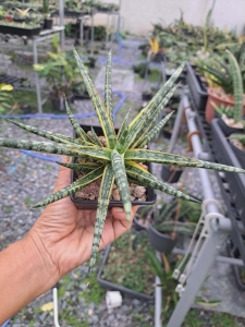 Sansevieria hybrid Mandarin variegated