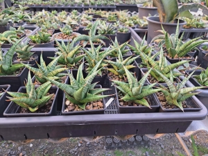 Sansevieria hybrid Inshalla 