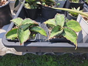 Sansevieria 'As Silk' mutacja Dragon Wing, ES21833