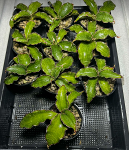 PRZEDSPRZEDAŻ Sansevieria sp 'Watermark'