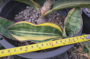  Sansevieria hybrid Black Rose