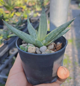 Sansevieria hybrid Yuki Onna