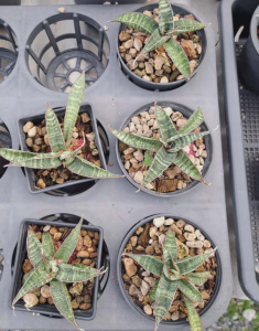 Sansevieria fischeri Arusha