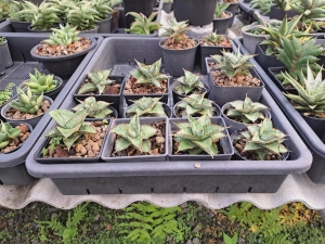 Sansevieria hybrid Ice Thorn