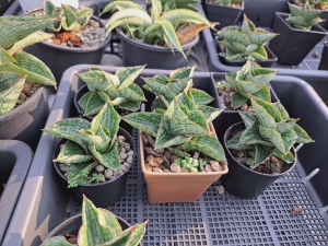 Sansevieria hybrid Angelina