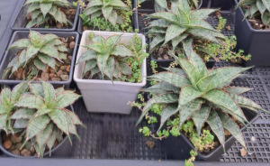  Sansevieria hybrid Namjai