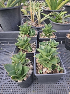  Sansevieria hybrid Espresso