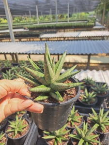 Sansevieria hybrid Pink Lady
