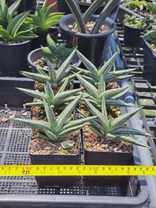 Sansevieria hybrid Oasis