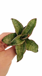 Sansevieria hybrid Albus