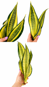 Sansevieria trifasciata 'Futura Pulsar' (Futura Variegata) 