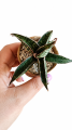 28e75971-07f3-44be-8dd9-c21ba794db10.png