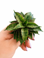 cf73d500-c43c-4ab3-8a5c-87b34f41dd62.png