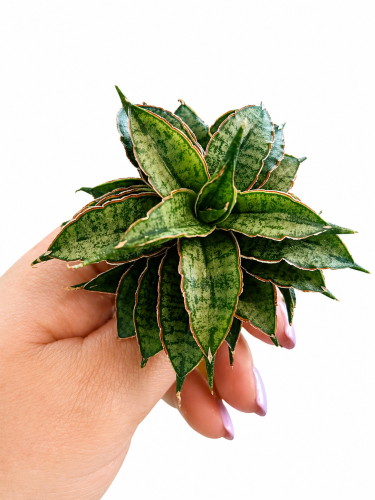 cf73d500-c43c-4ab3-8a5c-87b34f41dd62.png