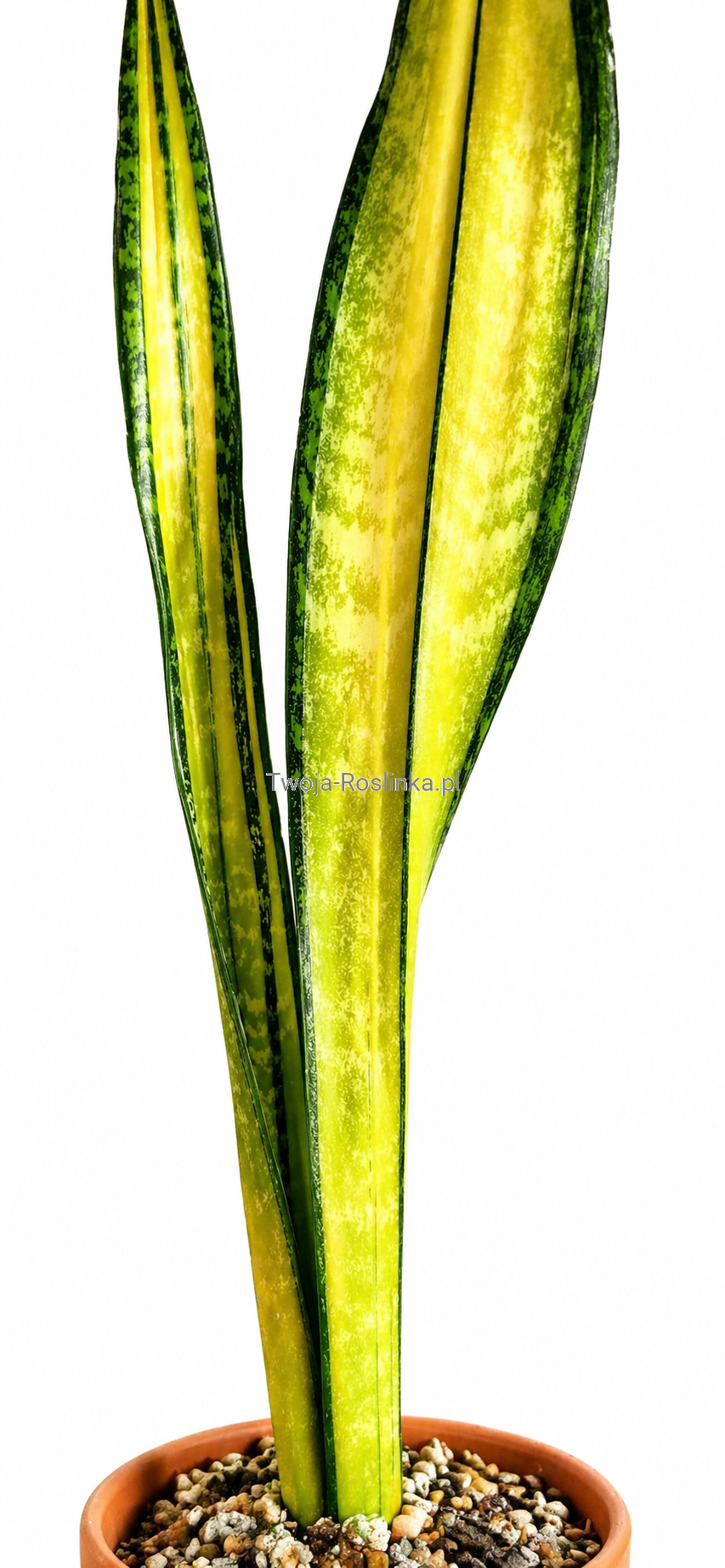 Sansevieria trifasciata 'Forescate' - sklep rolinny - Twoja Rolinka