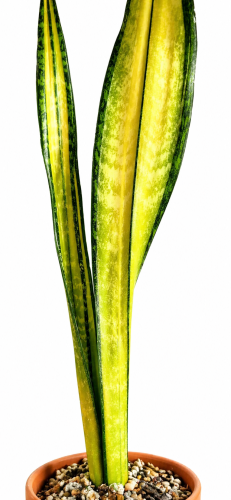 Sansevieria trifasciata 'Forescate' - sklep rolinny - Twoja Rolinka