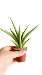 Sansevieria hybrid 'Chanin' Silver Syreni