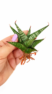 Sansevieria hybrid Inshalla 