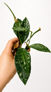  Hoya rangsan GPS 10378 sadzonka cięta