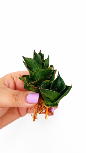  Sansevieria hybrid Espresso