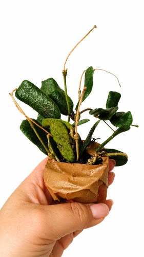 rotundufolia.png