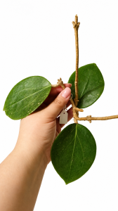  Hoya sp. cv BP01 GPS 10396 sadzonka cięta