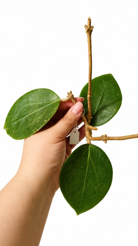 Hoya sp. cv BP01 GPS 10396.png