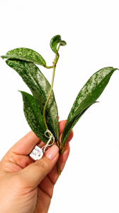  Hoya pubicalyx Splash GPS 10332 