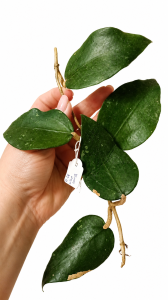  Hoya bicknellii IML1597 GPS 10283 sadzonka cięta