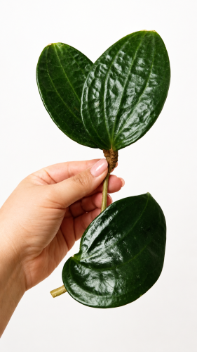 latifolia.png