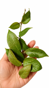  Hoya sp. cv Rosita GPS 10319 sadzonka cięta