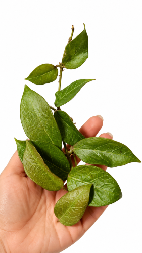 rosita.png
