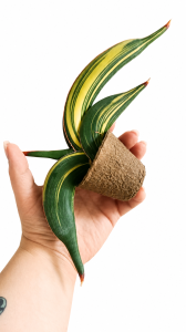 Sansevieria rorida variegated