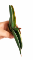 456311f4-0bf3-4394-89c8-a3f0149ce567.png