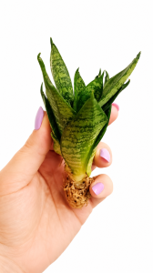 Sansevieria Trifasciata Hahnii Malachite