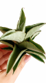 sillver rosette 2.png