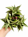 silverrosette.png