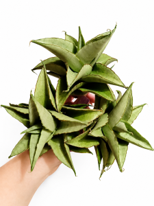 Sansevieria hybrid Silver Rosette